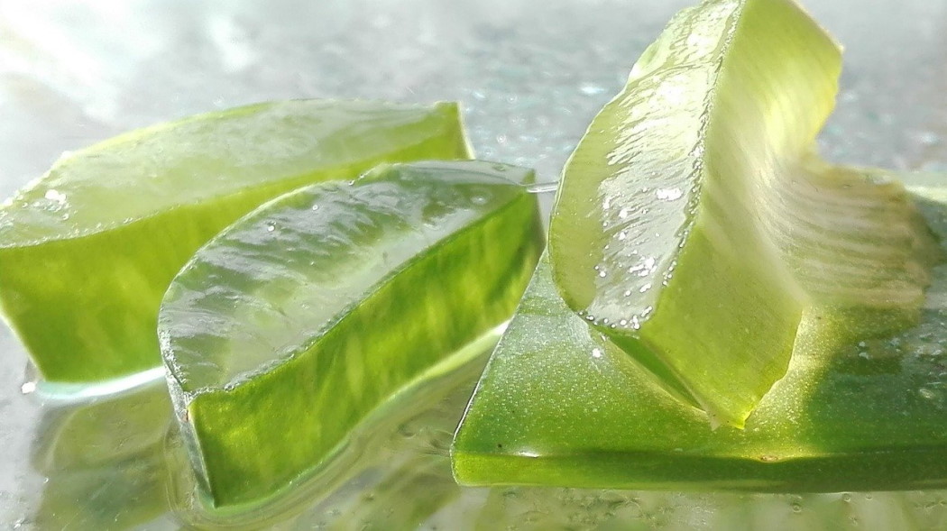 aloes w suplementach diety