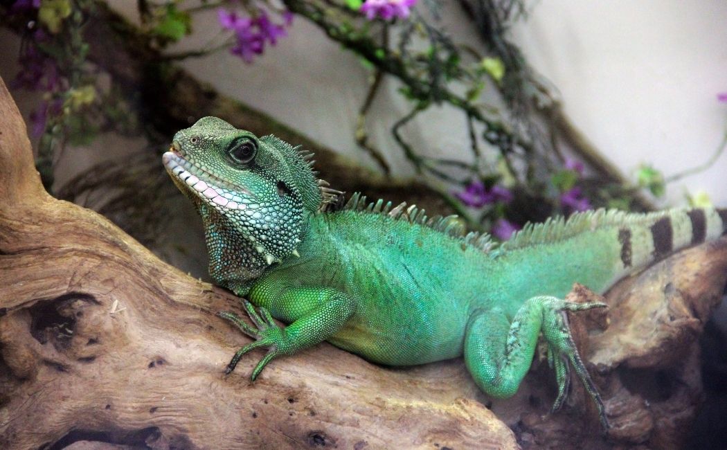 Najlepsze materiały do terrarium do kupienia w Internecie
