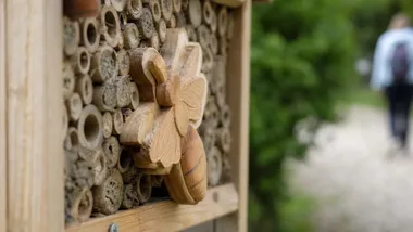 Odnowiona ścieżka w Babicach znów pokazuje świat pszczół