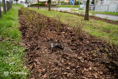 Obraz do artykułu: „A żeby ci te rośliny zwiędły!” Bezczelna kradzież na ulicy 29 Listopada i Zielonej