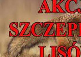 PCZK: Jesienna akcja szczepienia lisów wolno żyjących przeciwko...