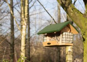 5 powodów, dla których warto postawić budę lęgową dla ptaków w ogrodzie